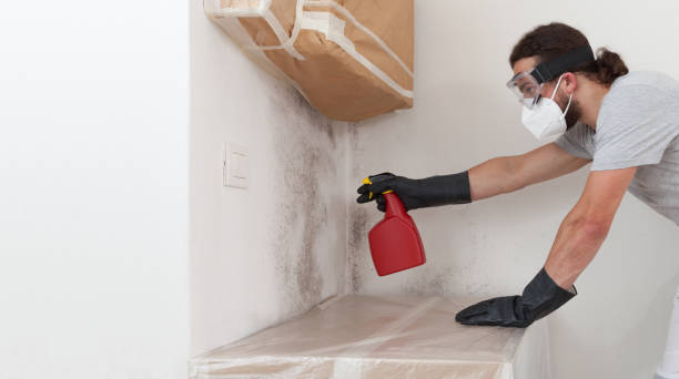 Professional Basement Mold Remediation technician working in Lawrenceville, IL