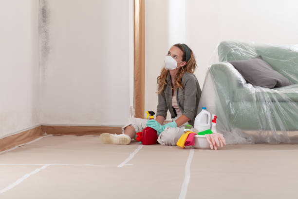 Reliable Basement Mold Remediation contractor in Lawrenceville, IL by Car Mold Remediation