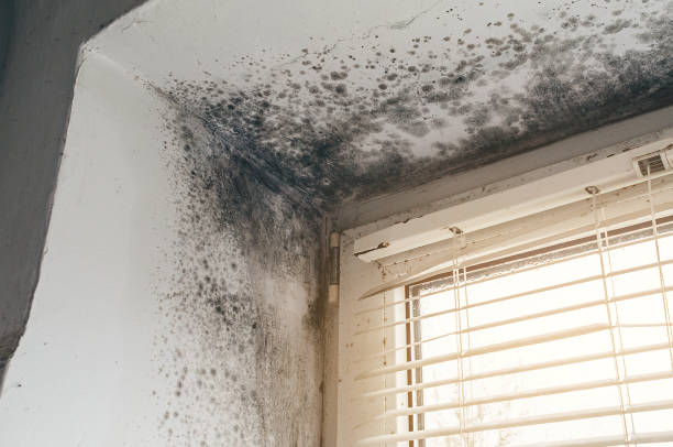 Affordable Basement Mold Remediation solutions in Lawrenceville, IL